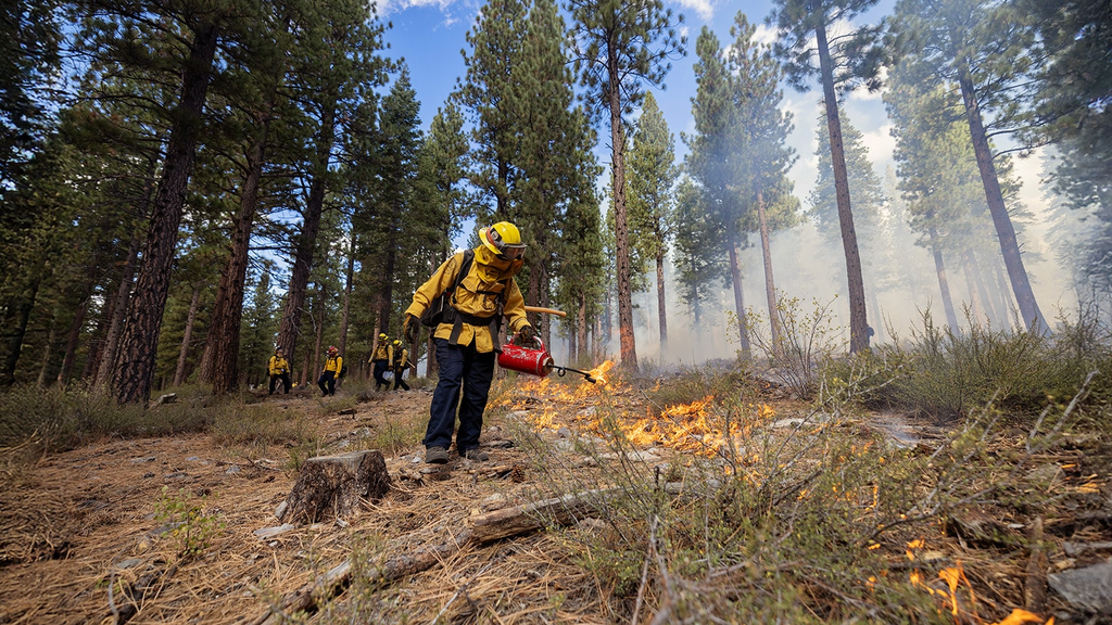 CAL FIRE Launches Forest Health Education Campaign